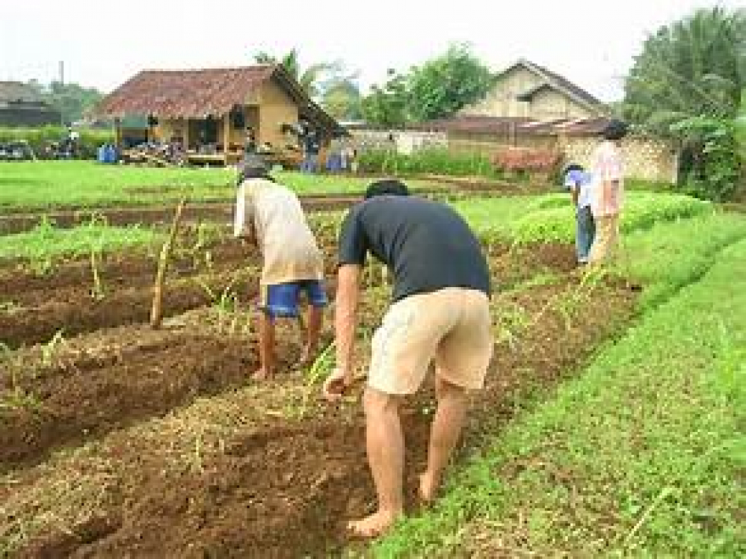 PROGRAM DI BIDANG PERTANIAN